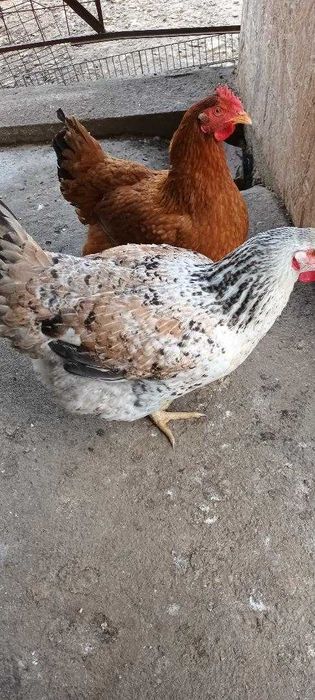 Vând puicuțe rasă mixtă din luna mai 2025.