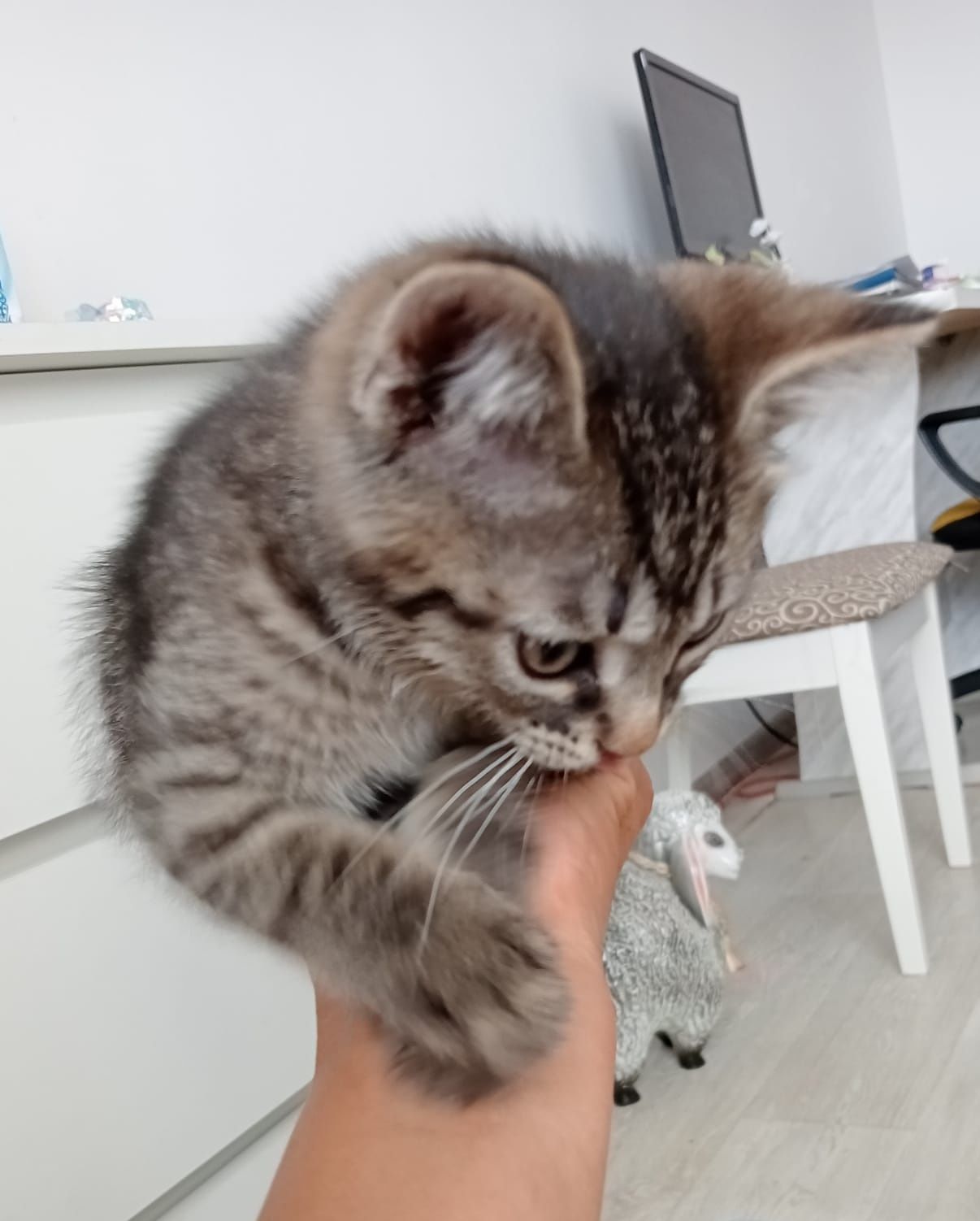 Отдам доброго игривого котёнка