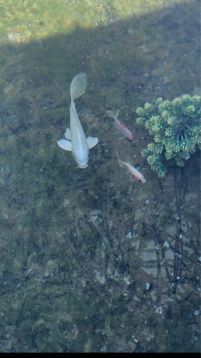 Baliq akvarumda boqilekan