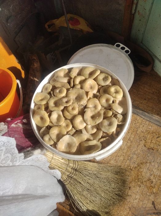 Продам грибы грузди