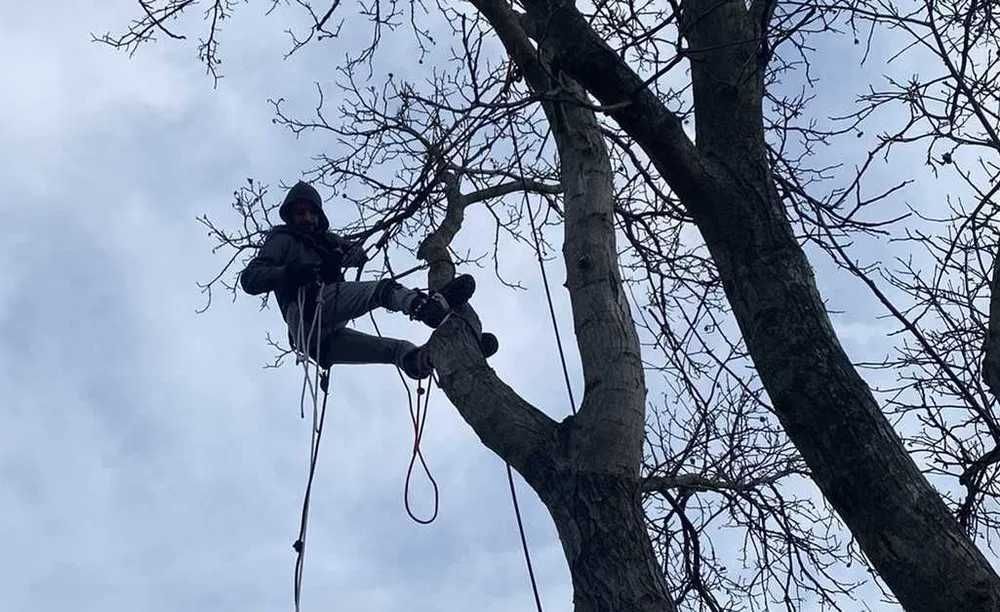 Отсичане рязане кастрене на опасни дървета, арборист