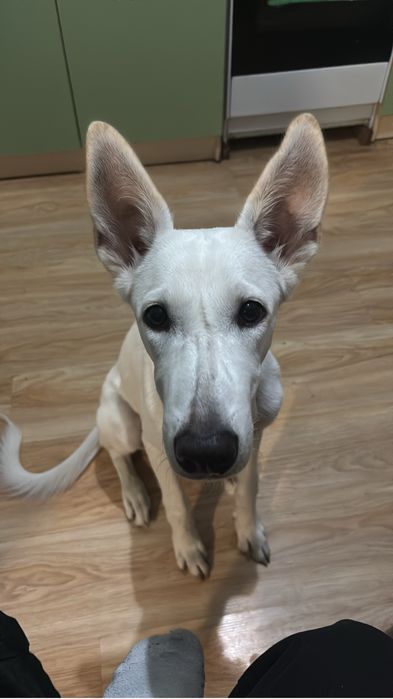 Игровый пес ищет дом