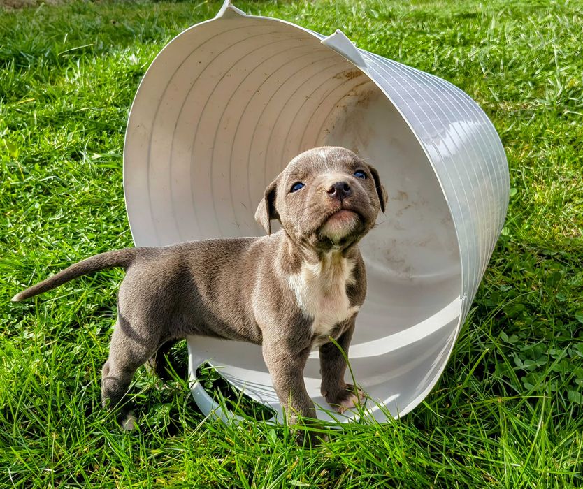 Американски питбул териер