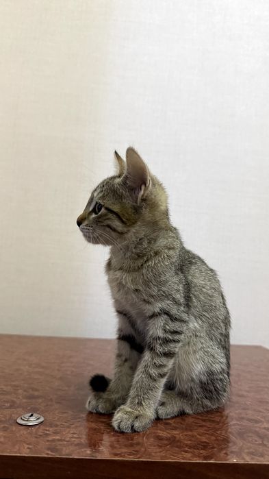 Котенок.  Мушукча