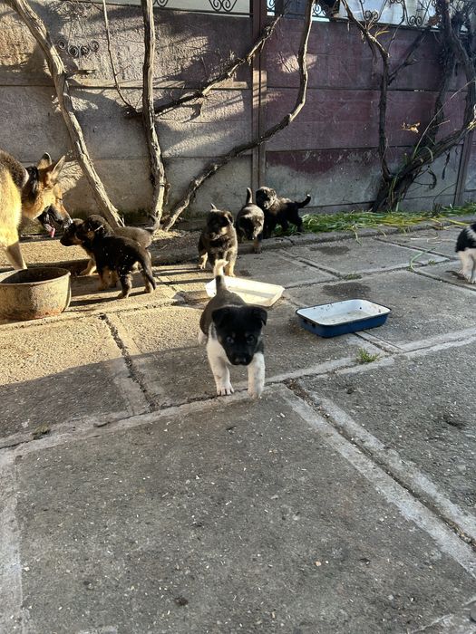 Donez cățeluși ciobănesc german