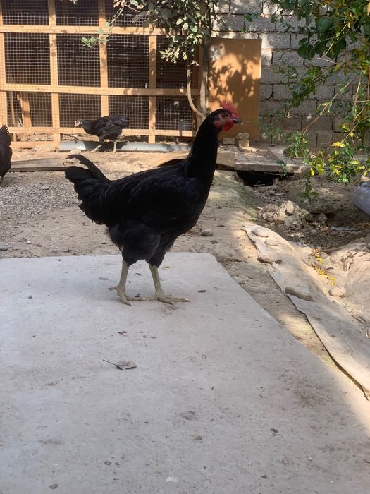 Qora shag’zoda Tovuq Xo’roz