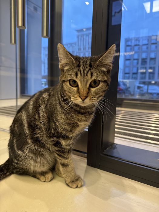 Котик РЭЙ ищет семью.