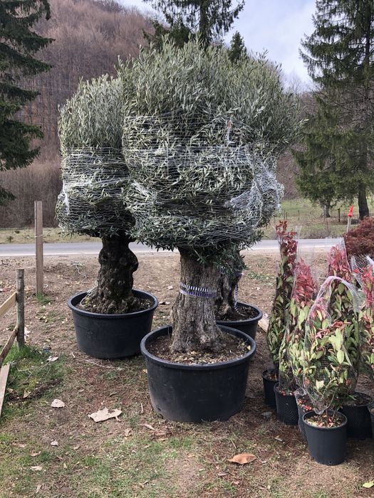 Maslini / Artar Japonez/ Bonsai
