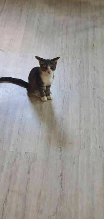 Эркак мушук.овкат танламайди