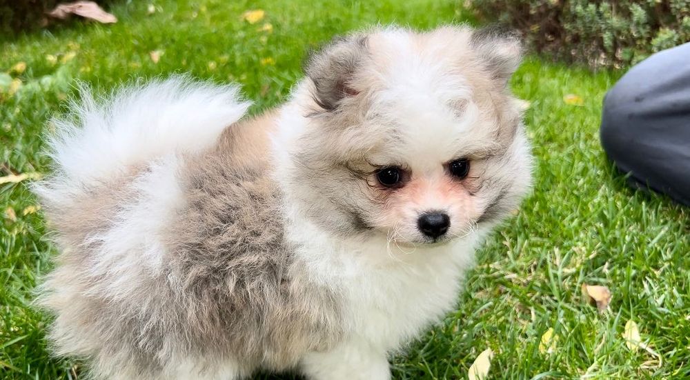 Померан момченце