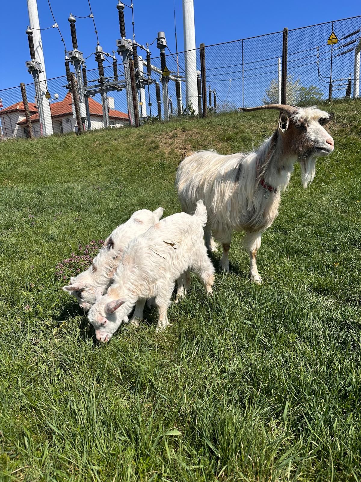 Vând 2 Ieduțe/ Căprițe / sămânță buna de lapte .