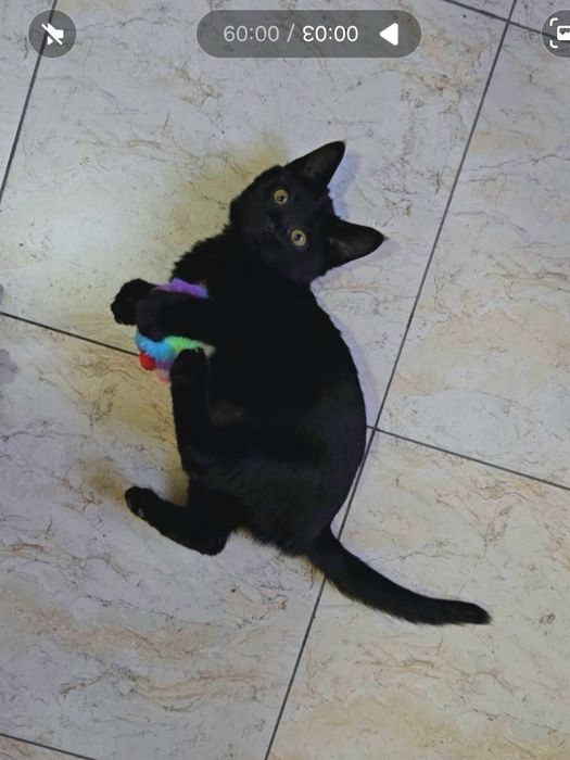 Отдам котёнка девочку в добрые руки (Ташкент)
Ласковая и игривая малыш