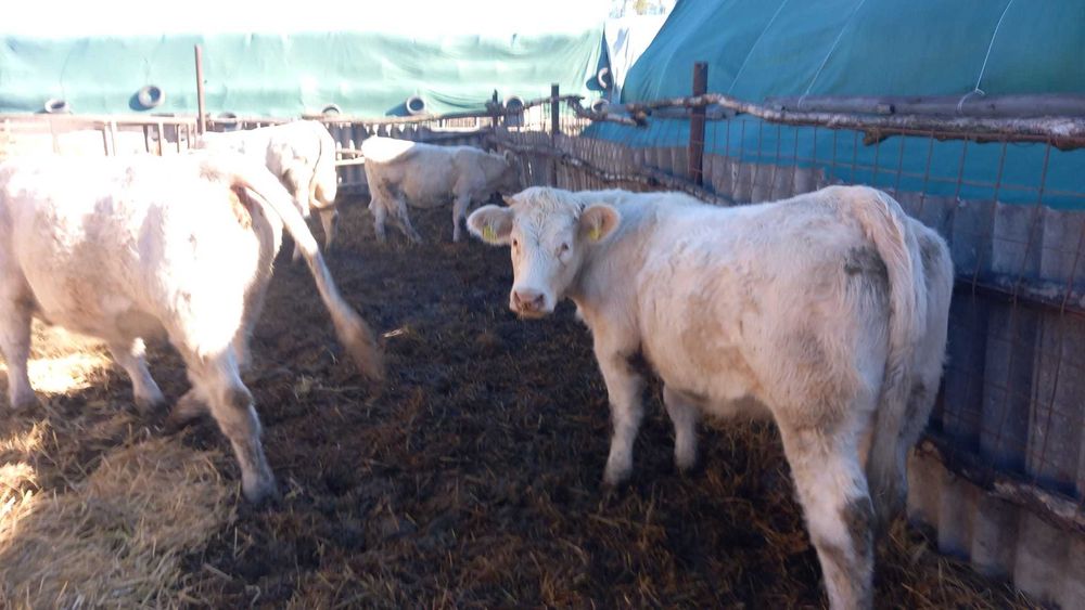 Vand vitele Charolais