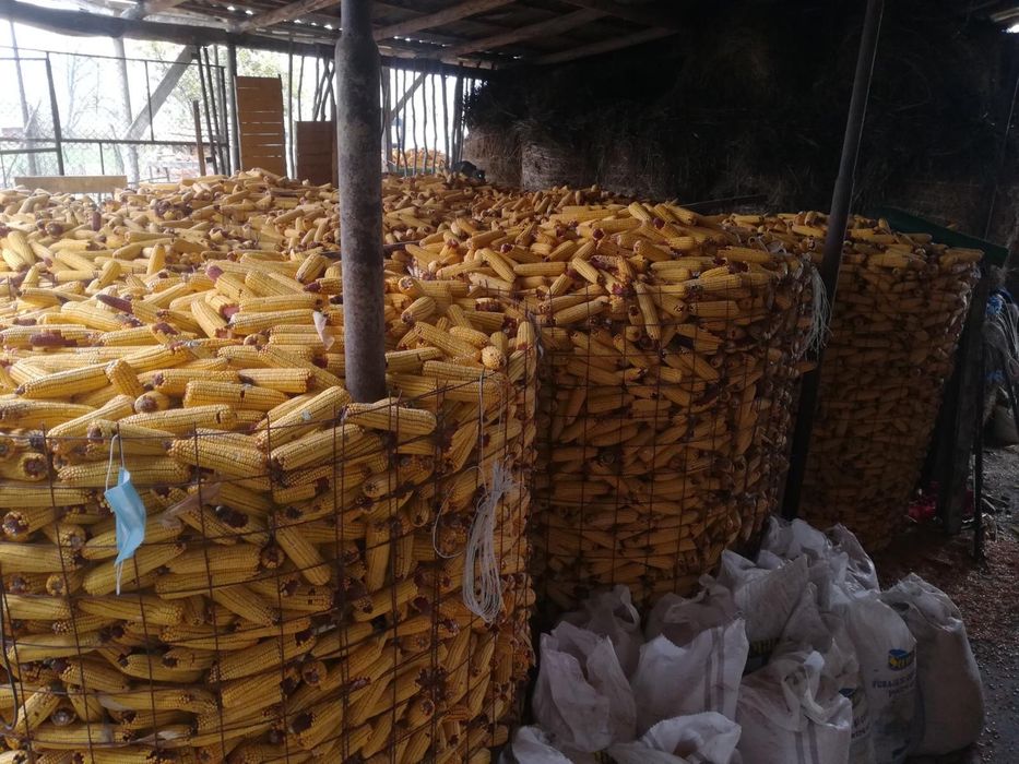 Vand porumb boabe productie 2025