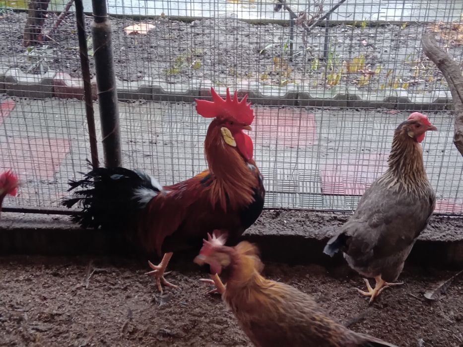 De vînzare cocoși de găini italiadultene