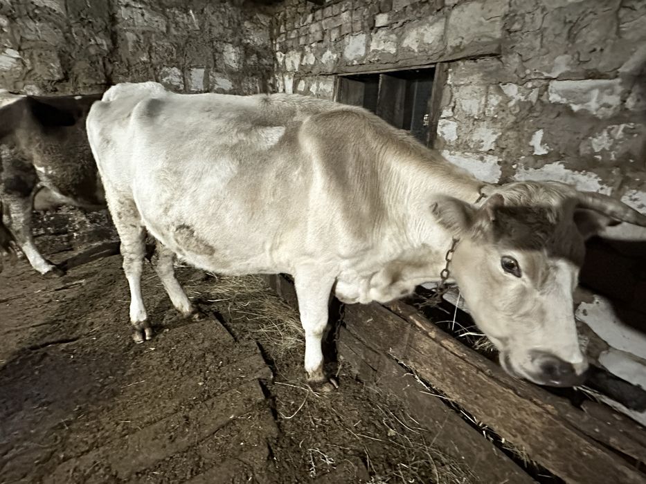 Продается 2 крс коровы