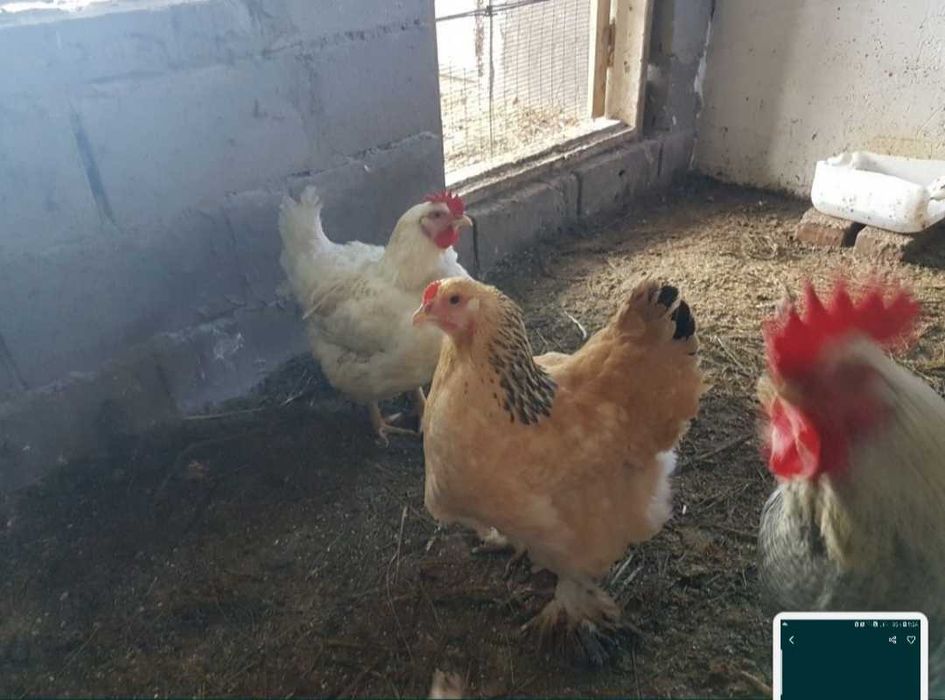 Продам куриный навоз ( помёт)