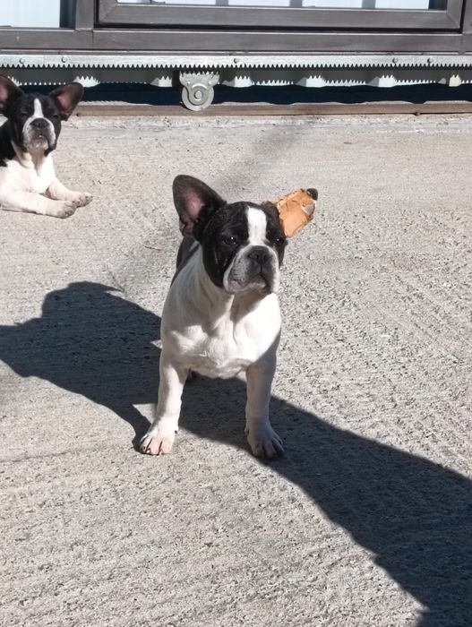 Donez doua femele bulldog