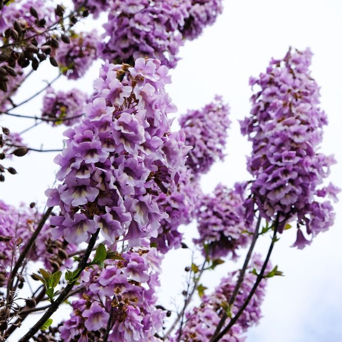 Paulownia Tomentosa (Arborele Printesei )