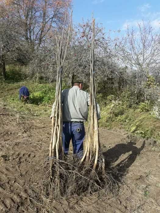 pomi fructiferi intensivi,mur,afin,zmeur.Paulownia.livrare curier RO