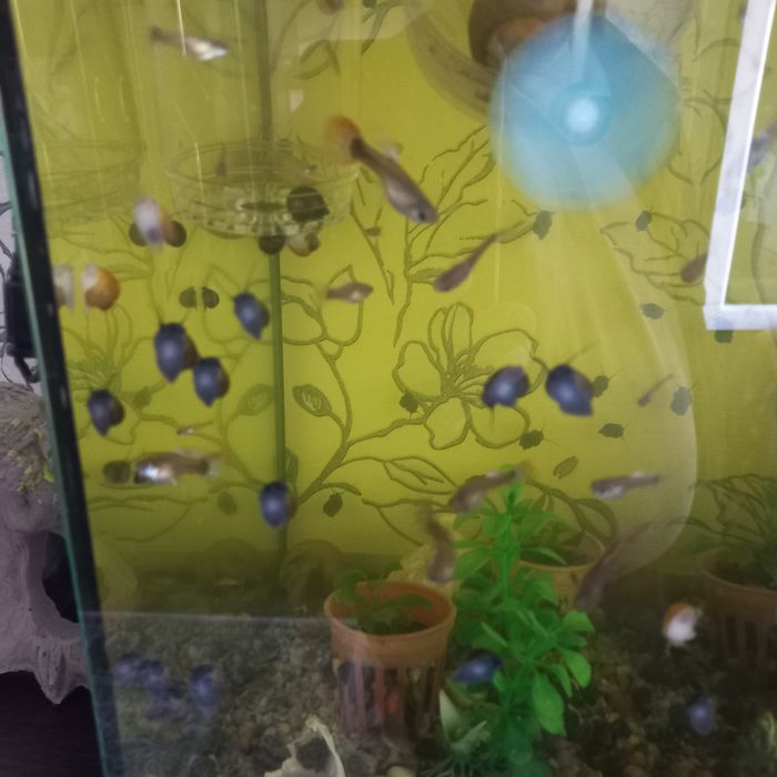 Продам улитки    по 100  и рыбки гуппи молдняк по 250 тенге.одняк