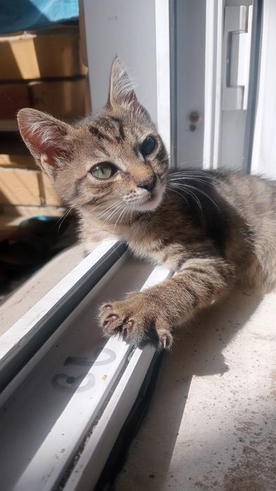 отдам котёнка девочку