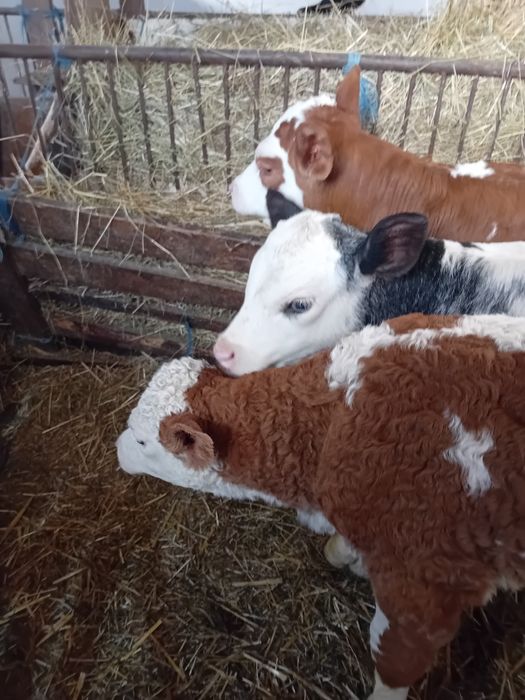 Tauras belgian și vitele baltate