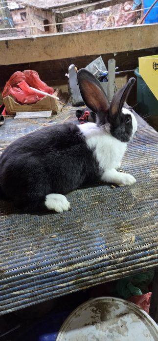 Hycole francez tineret