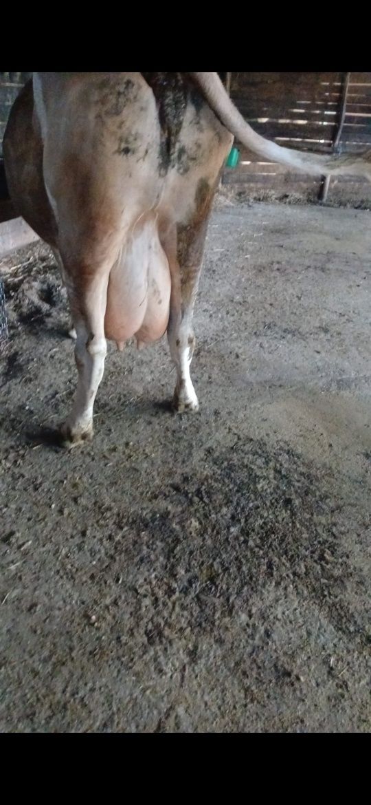 Vând vaca de lapte
