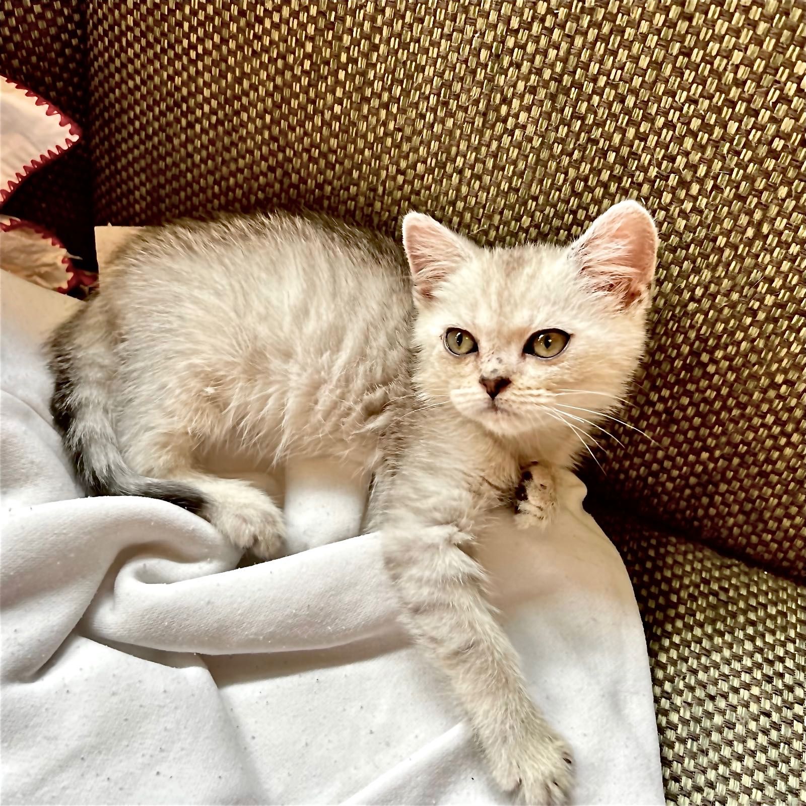 British straight silver tabby