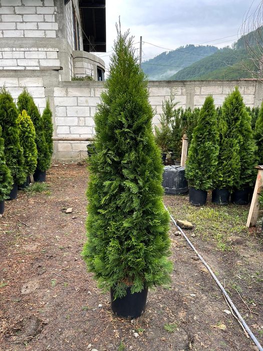 Vindem tuia smaragd de mai multe dimensiuni