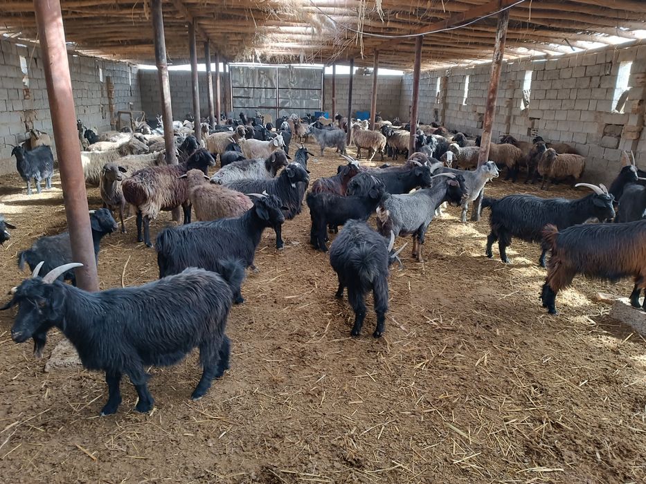 Қўй, эчки ва улоқлар сотилади. Боқилган