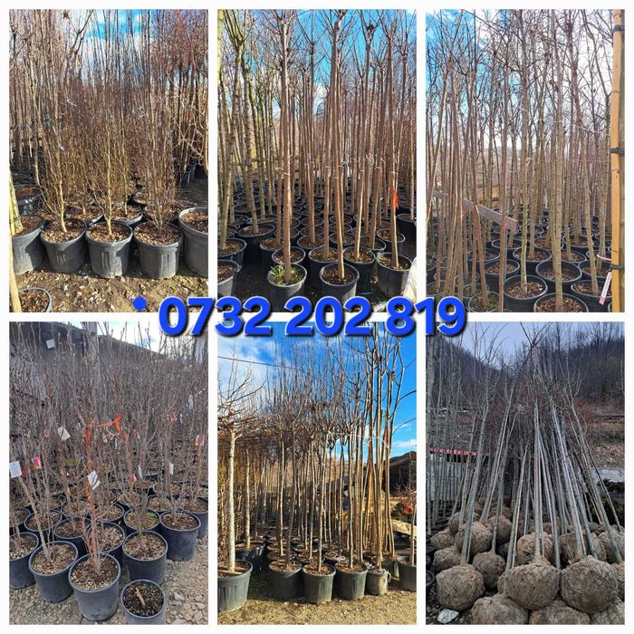 Tuia leylandi, smarald, spirală, pon pon, magnolie, mesteacăn tei