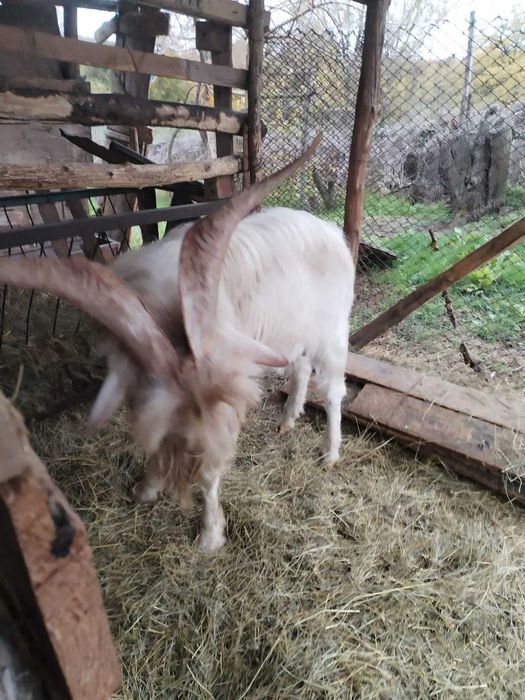 Кози  Пръч на 2 г