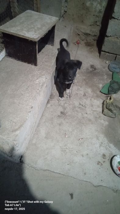 CHŏpon it 3-4 oylik semizgina