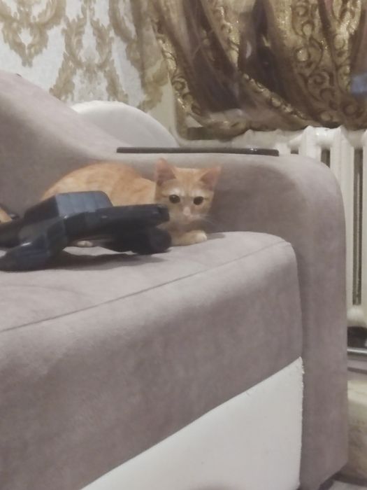 Отдам котенка 8 месяцев