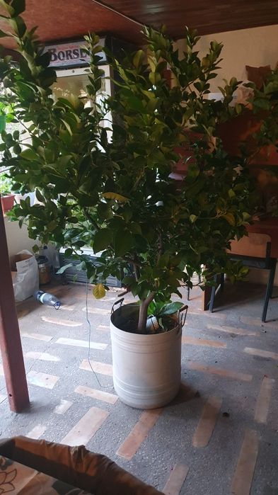 Vând Lămâi în ghiveci cu fructe