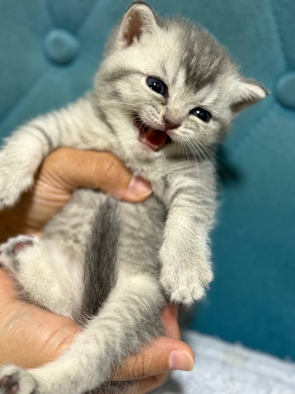 Mushukcha , Baby cat