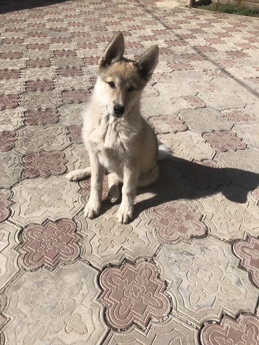 Западносибирская лайка