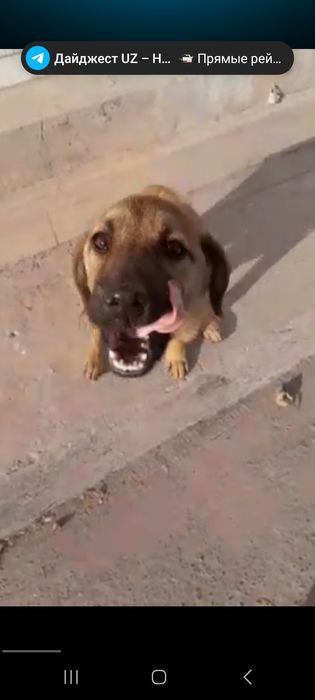 Пристройство животных