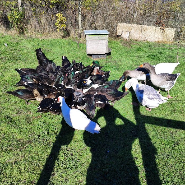 Продават се патици, гъски.