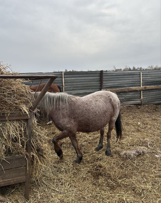 Продам жирных кобыл