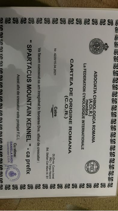 Femela american akita cu certificat pedigree