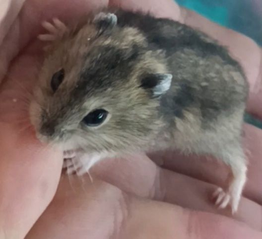 Джунгарские хомячки