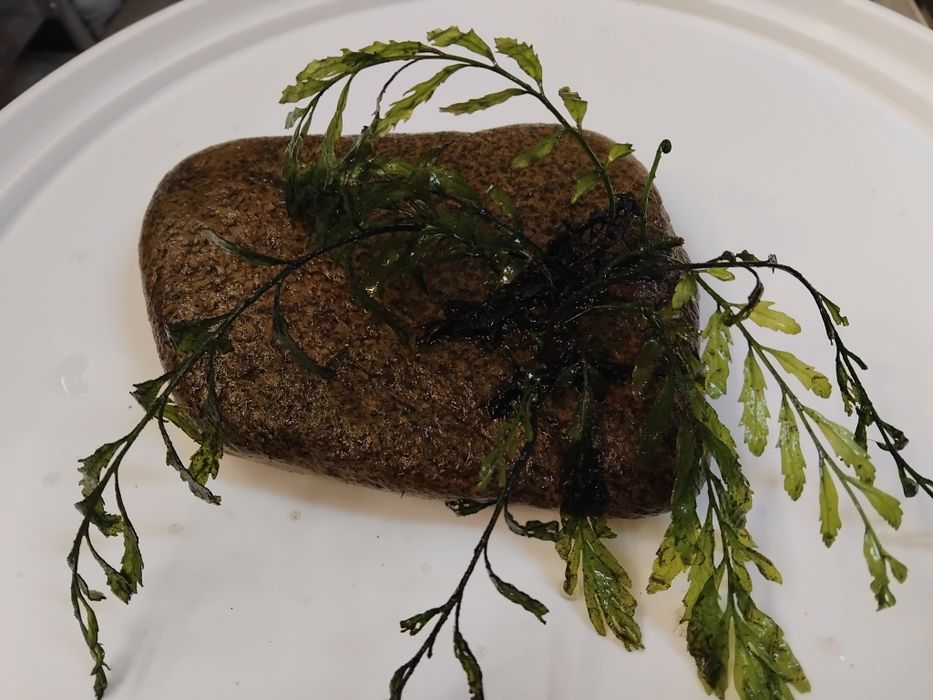 Аквариумни растения