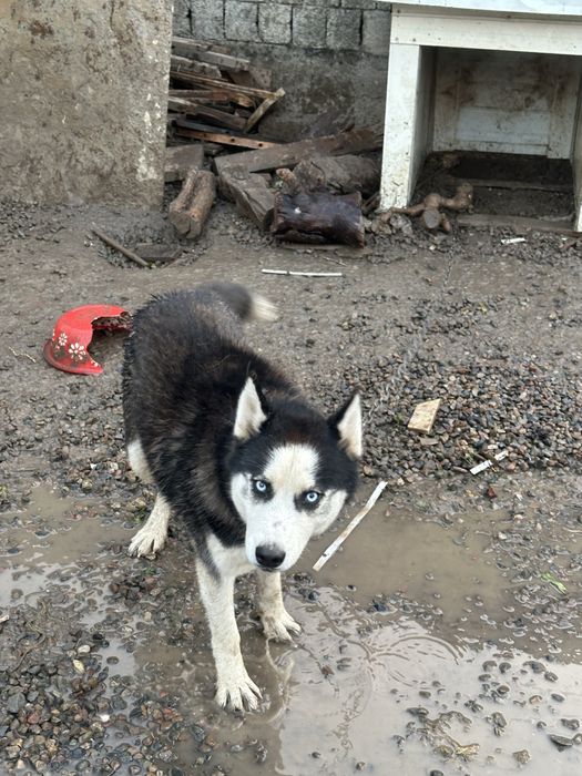 Хаски 1 год чистокровный