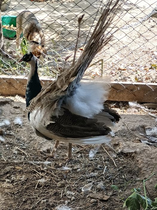 Продаётся павлин орлекино