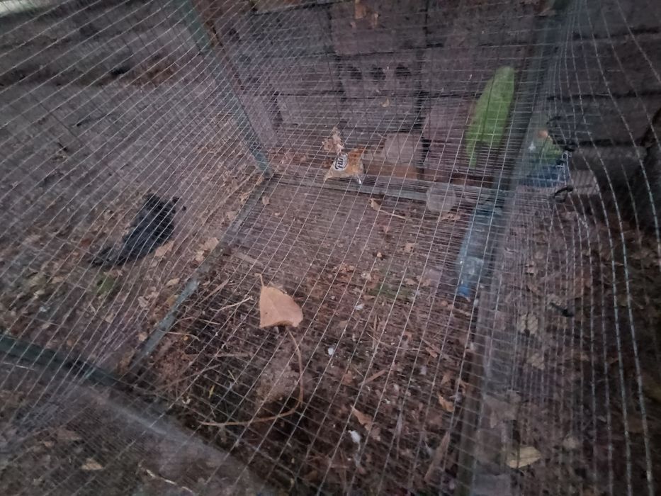 Quyon uchun katak