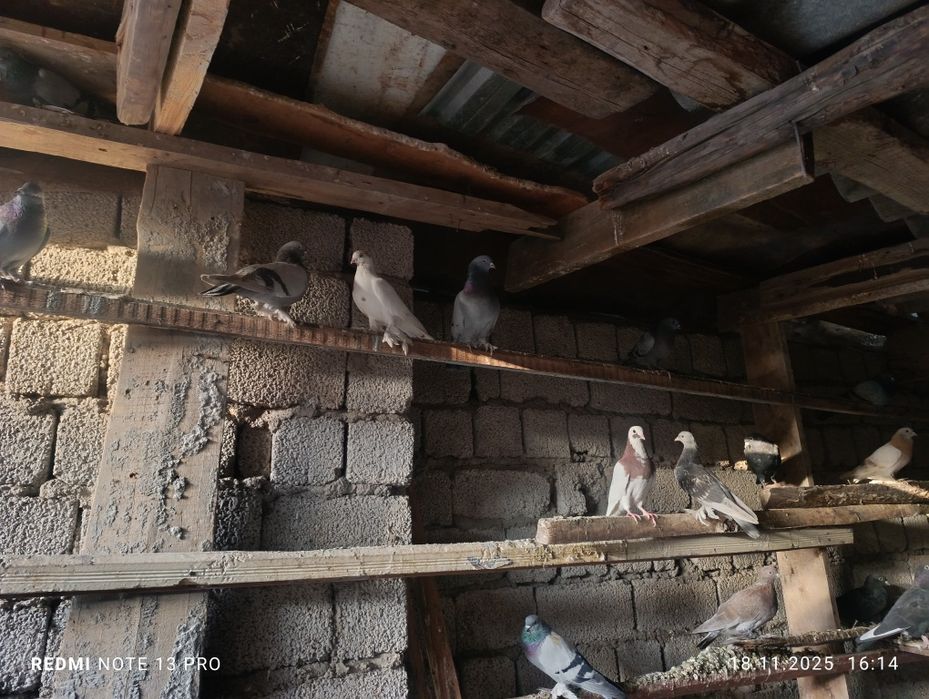 Кабутарлар сотилади