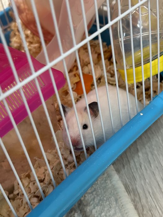 Хомяк продается